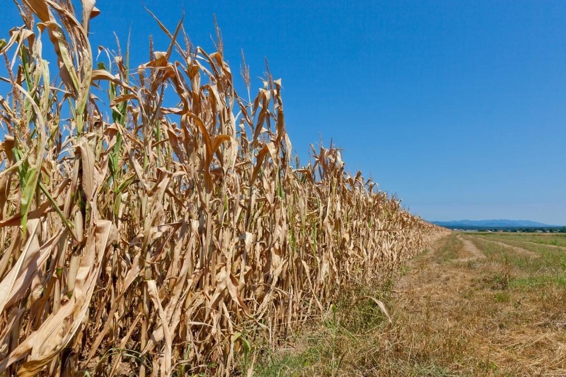 Golob v Prekmurju napovedal hitre postopke za pomoč kmetom zaradi suše