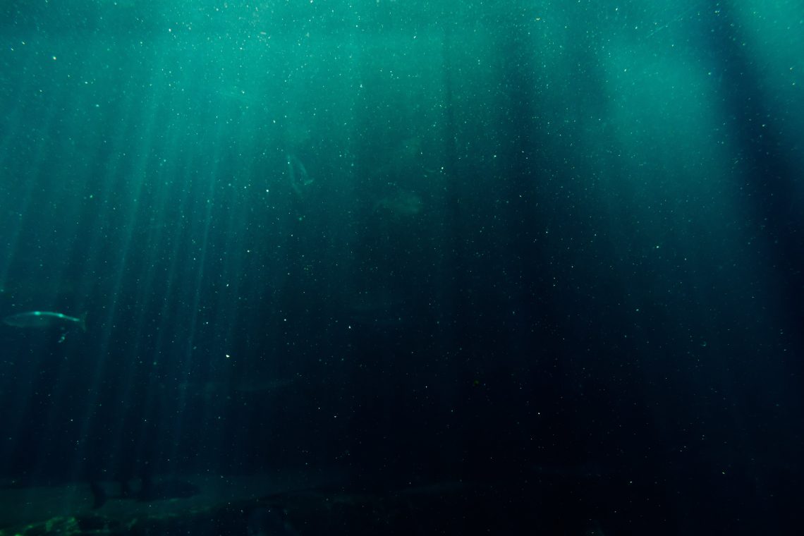 Artnik z novim naslovom svetovne prvakinje 