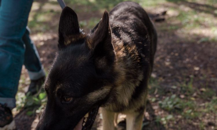V Kranju ponoči tudi s pomočjo potapljačev in psov iskali pogrešanega; ta se je nepoškodovan vrnil domov