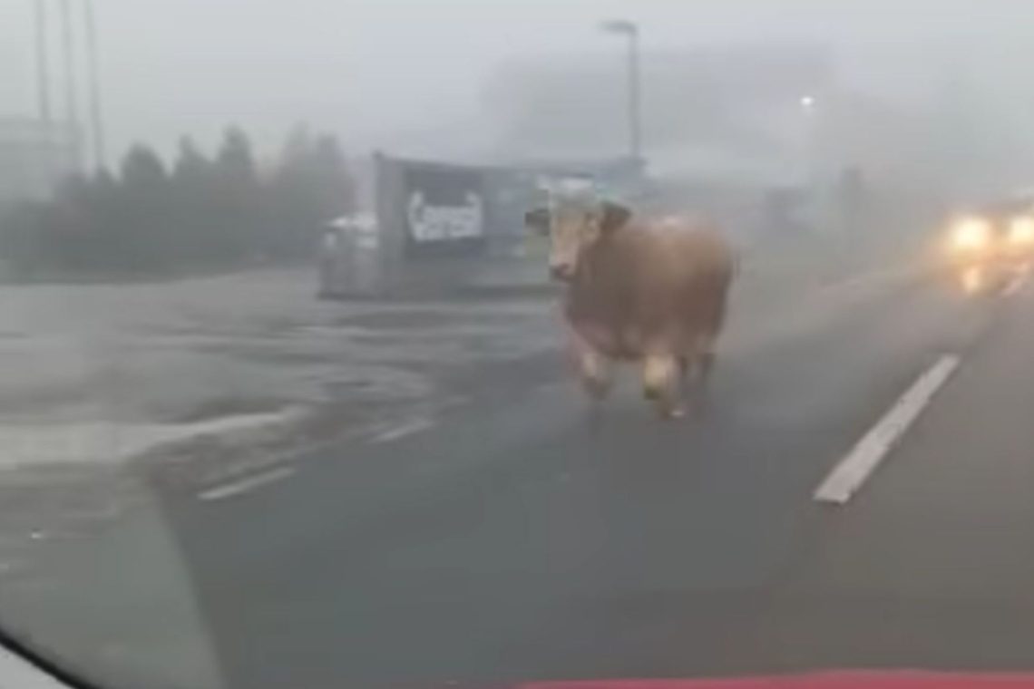 Na Hrvaškem bik na cesti