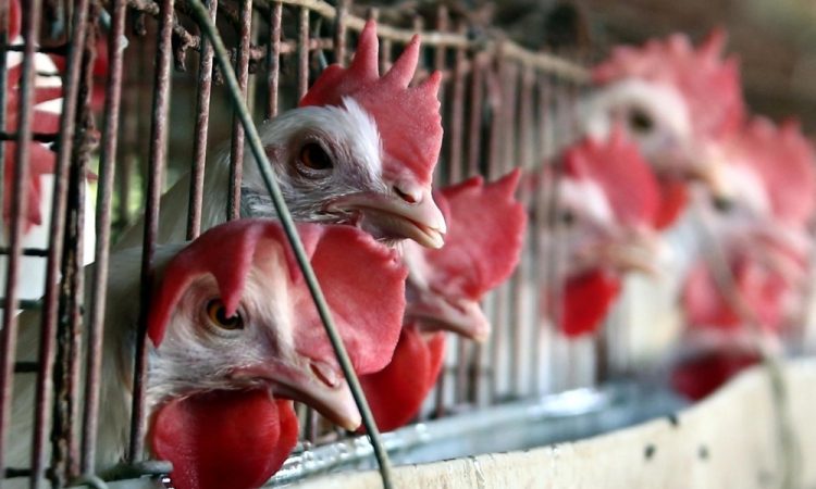 TV Slovenija razkrila nehigienske razmere na eni od farm kokoši nesnic