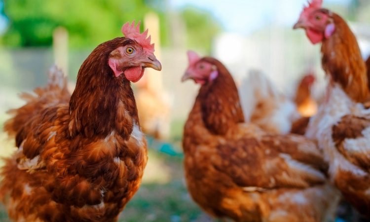 Atipična kokošja kuga potrjena v Prekmurju