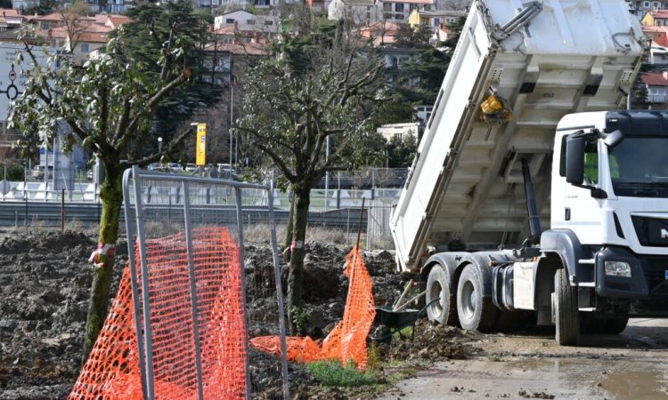 Vsi hrasti s parkirišča Za Barko rešeni in presajeni na Semedelsko bonifiko
