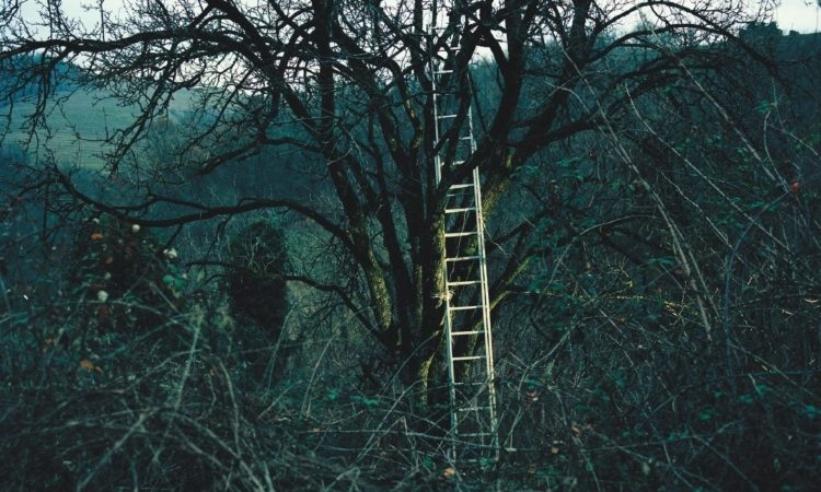 V Slovenj Gradcu razstava Gregorja Božiča o sadju in krajini kot prostoru spomina