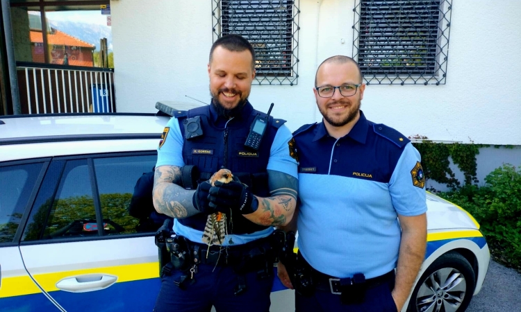 Radovljiški policisti rešili ranjeno ptico ob cesti