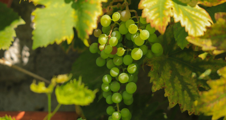 Vinogradniki v Goriških brdih po neurju prosijo državo za takojšnjo pomoč