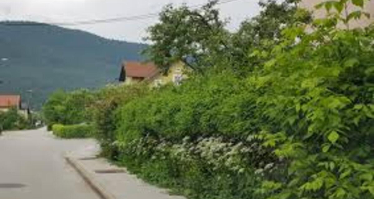 Občine opozarjajo na obvezno urejanje vegetacije ob cestah